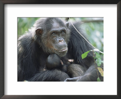 Chimpanzee With Newborn Baby, Gombe National Park, Tanzania by Anup Shah Pricing Limited Edition Print image