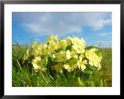 Primroses, Spring by David Boag Pricing Limited Edition Print image