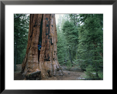 A Climber Scales The Trunk Of A Sequoia Tree by Bill Hatcher Pricing Limited Edition Print image