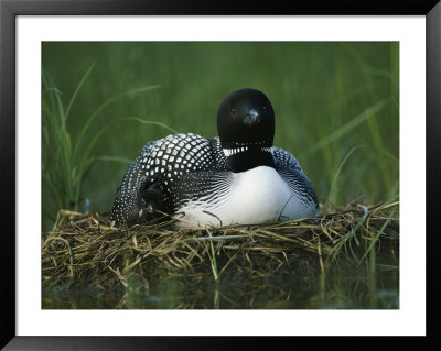 A Loon Shelters A Chick Under Its Wing As It Sits On Its Nest by Michael S. Quinton Pricing Limited Edition Print image