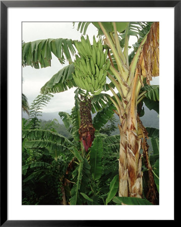 Bananas Cultivated, West Indies by Mike Hill Pricing Limited Edition Print image