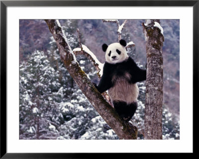 Giant Panda Standing On Tree, Wolong, Sichuan, China by Keren Su Pricing Limited Edition Print image