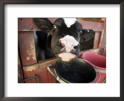 Calf With Its Head Through The Stall Door, Pennsylvania by Tim Laman Pricing Limited Edition Print image
