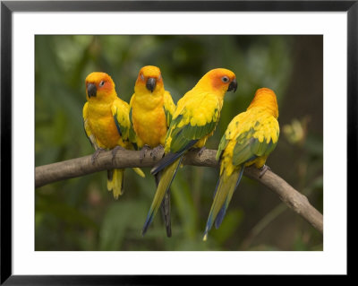 Closeup Of Four Captive Sun Parakeets by Tim Laman Pricing Limited Edition Print image