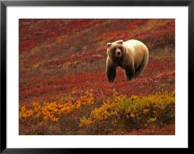 An Alaskan Brown Bear Standing On A Tundra With Fall Foliage (Ursus Arctos) by Roy Toft Pricing Limited Edition Print image
