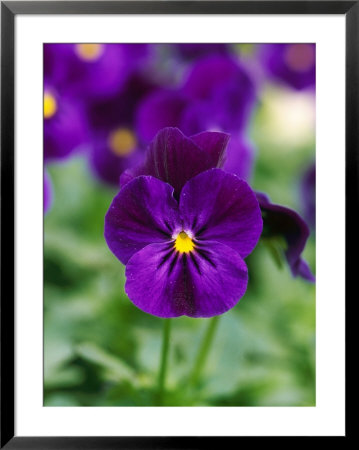 Viola Cornuta Violet Flare (Horned Violet), Evergreen Perennial by Mark Bolton Pricing Limited Edition Print image