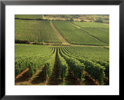 Vineyards Near Lugny, Burgundy (Bourgogne), France by Michael Busselle Pricing Limited Edition Print image