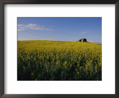 Flax Fields Across The Saskatchewan Plain by Michael S. Lewis Pricing Limited Edition Print image