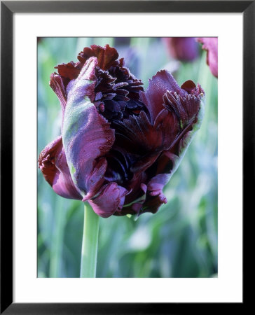 Tulipa Black Parrot (Tulip), Parrrot Group, Division Ten, Purple Black Tulip With Fringed Petals by Mark Bolton Pricing Limited Edition Print image