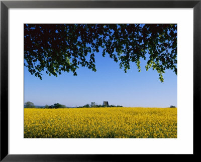 Spectacular Field Of Yellow Wildflowers by Sisse Brimberg Pricing Limited Edition Print image