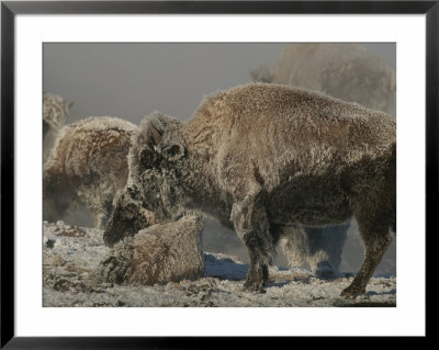 Bison Herd And Young Covered By Snow by Norbert Rosing Pricing Limited Edition Print image