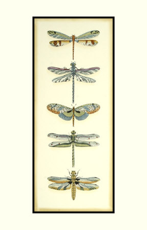 Dragonfly Collector Ii by Chariklia Zarris Pricing Limited Edition Print image