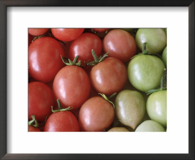 Tomatoes (Lycopersicon Esculentum Gartenperle) by Chris Burrows Pricing Limited Edition Print image