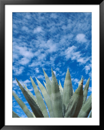Agave Plant by Fogstock Llc Pricing Limited Edition Print image