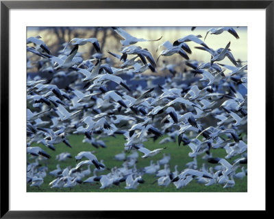 Snow Geese In The Skagit Valley, Skagit Flats, Washington, Usa by William Sutton Pricing Limited Edition Print image