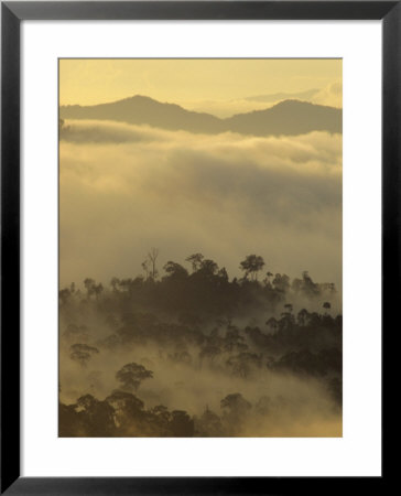 Dawn Light Silhouettes The Trees Of The Rainforest, Danum Valley, Sabah, Island Of Borneo, Malaysia by Louise Murray Pricing Limited Edition Print image
