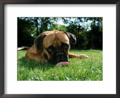 Bullmastiff Portrait by Petra Wegner Pricing Limited Edition Print image