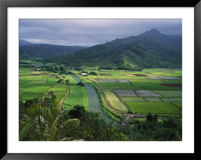Taro Grows Along The Hanalei River by George F. Mobley Pricing Limited Edition Print image