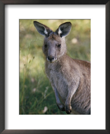 A Close View Of A Kangaroo by Nicole Duplaix Pricing Limited Edition Print image
