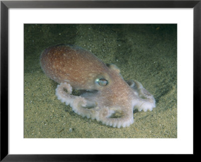 Octopus by Brian J. Skerry Pricing Limited Edition Print image