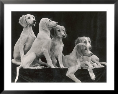 Group Of Five Saluki Puppies Owned By Mrs Barrs by Thomas Fall Pricing Limited Edition Print image