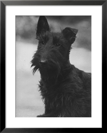 Head Study Of An Unnamed Scottie With A Floppy Ear. Owner: Cross by Thomas Fall Pricing Limited Edition Print image