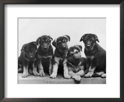 Group Of Alsatian Puppies by Thomas Fall Pricing Limited Edition Print image
