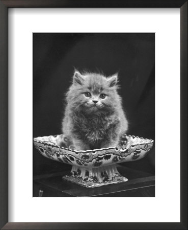 This Cute Little Blue Persian Kitten Sits Innocently In A Large China Dish by Thomas Fall Pricing Limited Edition Print image
