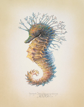 Shorthead Seahorse by Richard Van Genderen Pricing Limited Edition Print image
