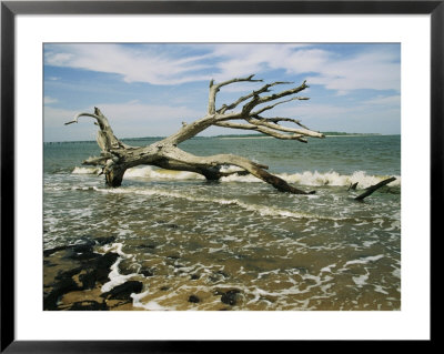 Dead Tree And Beach Erosion Along The Coast by Raymond Gehman Pricing Limited Edition Print image