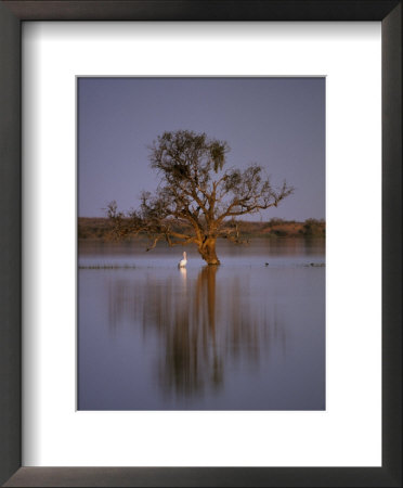 Australian Pelican Beside A Dead Tree Reflected In Wetlands by Jason Edwards Pricing Limited Edition Print image