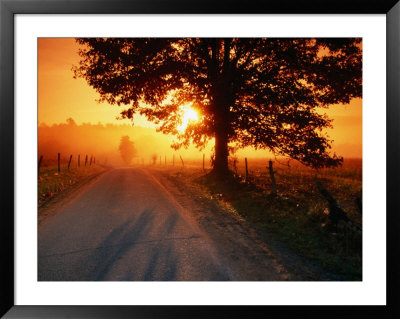 Tree And Road At Sunrise, Cades Cove, Great Smoky Mountains National Park, Tennessee by John Elk Iii Pricing Limited Edition Print image
