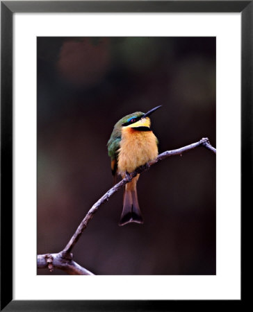 Little Bee-Eater, Kenya by Charles Sleicher Pricing Limited Edition Print image