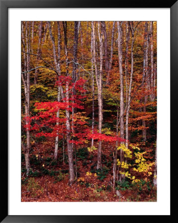 Wonderful Autumn Colours Of Green Mountains In Vermont, Vermont, Usa by Wes Walker Pricing Limited Edition Print image