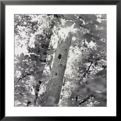 A Black And White View Of The Interior Of A Forest by Sam Kittner Pricing Limited Edition Print image