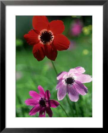 Anemone Coronaria And Anemone Pavonia, Lake Bafa, Western Turkey by Berndt Fischer Pricing Limited Edition Print image