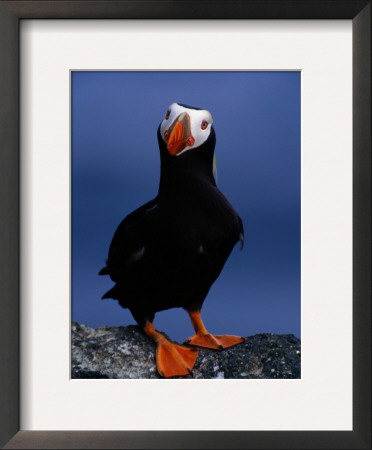 Tufted Puffin, Photographed During Breeding Season, Alaska by John Eastcott & Yva Momatiuk Pricing Limited Edition Print image