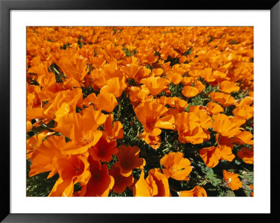 California Poppies In Field by Jonathan Blair Pricing Limited Edition Print image