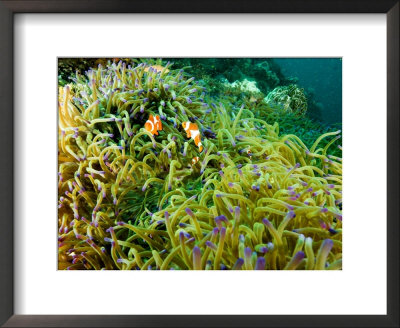 False Clown Anemonefish In Sea Anemone, Malapascua Island, Philippines by Tim Laman Pricing Limited Edition Print image