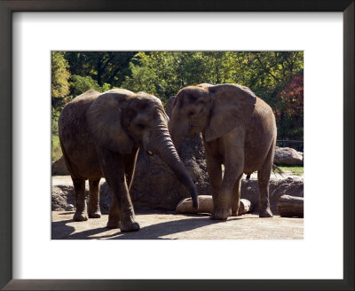 Elephants At The Pittsburgh Zoo, Pennsylvania by Stacy Gold Pricing Limited Edition Print image