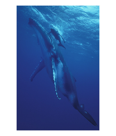 Humpback Whale And Calf, Tonga, South Pacific by Amos Nachoum Pricing Limited Edition Print image