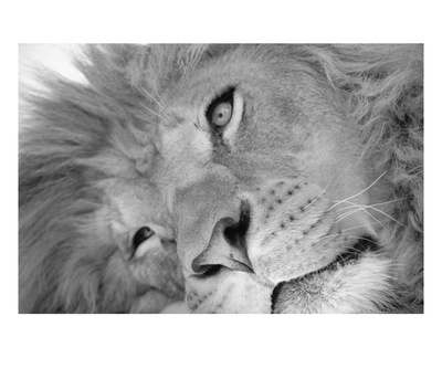 Lion's Face by Henry Horenstein Pricing Limited Edition Print image