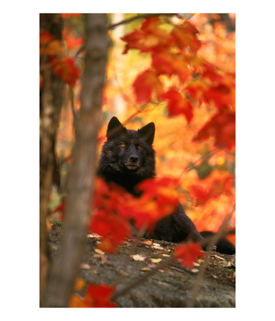 Black Timber Wolf Behind Autumn Foliage by Donald B. Grall Pricing Limited Edition Print image