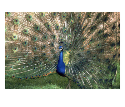Male Peacock (Paro Cristatus) by Peggy Koyle Pricing Limited Edition Print image