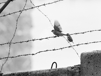 Sparrow Landing On Barbed Wire Atop The Berlin Wall by Paul Schutzer Pricing Limited Edition Print image