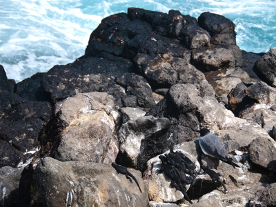 Meerechsen Und Moewe Auf Galapagos by Oliver Schwartz Pricing Limited Edition Print image