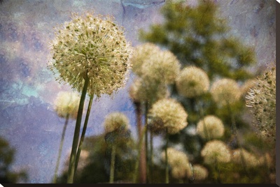 Dandelions I by Jo Ann Tooley Pricing Limited Edition Print image
