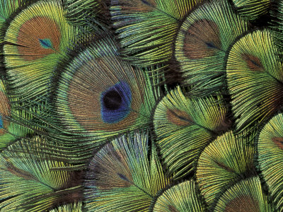 Peacock Feather Design by Darrell Gulin Pricing Limited Edition Print image