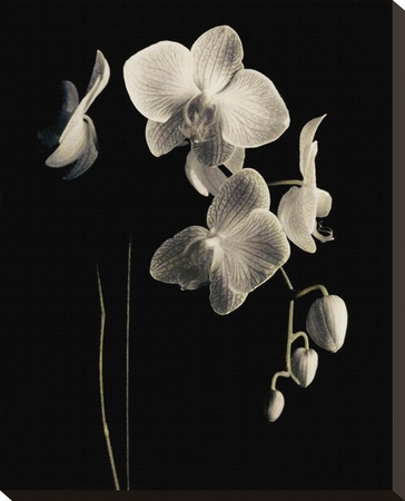 Orchid Study Ii by Dianne Poinski Pricing Limited Edition Print image