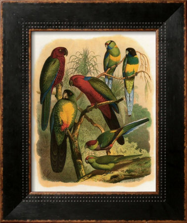 Tropical Birds Ii by Cassel Pricing Limited Edition Print image